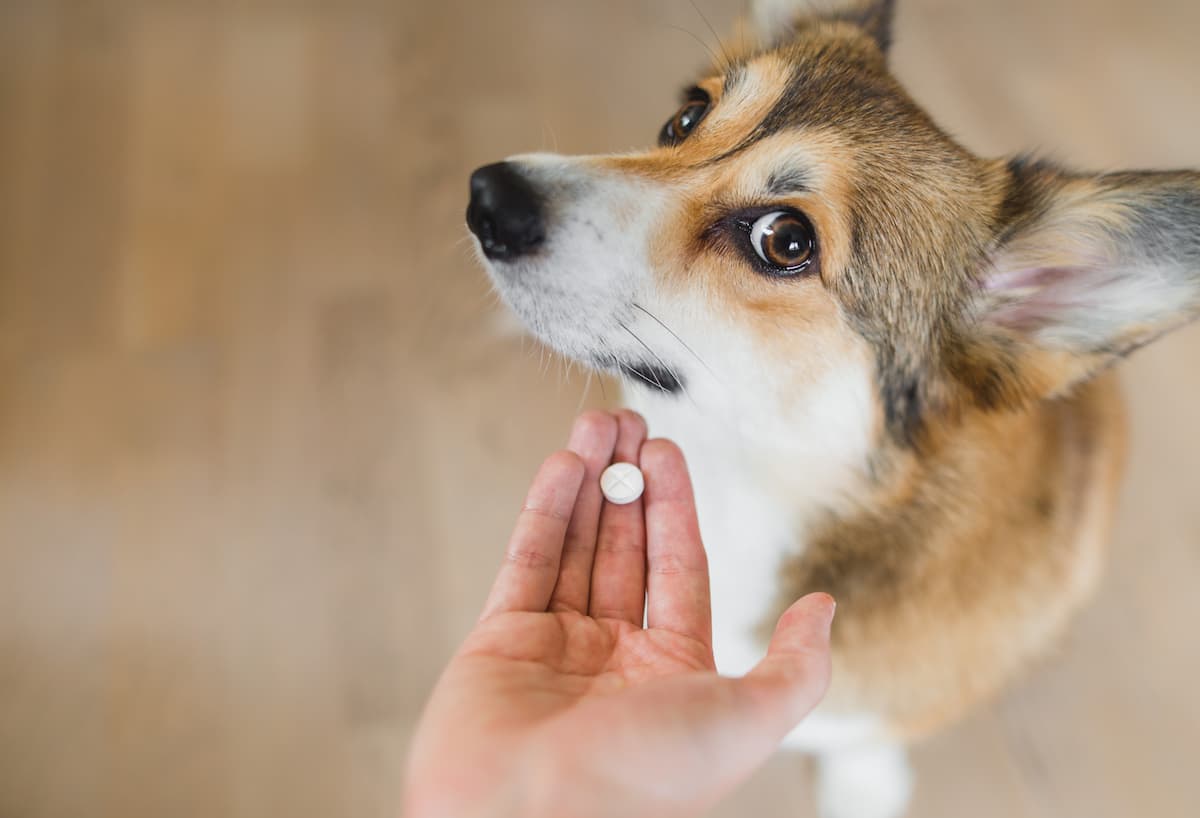 A corgi looking up at a hand holding its medication